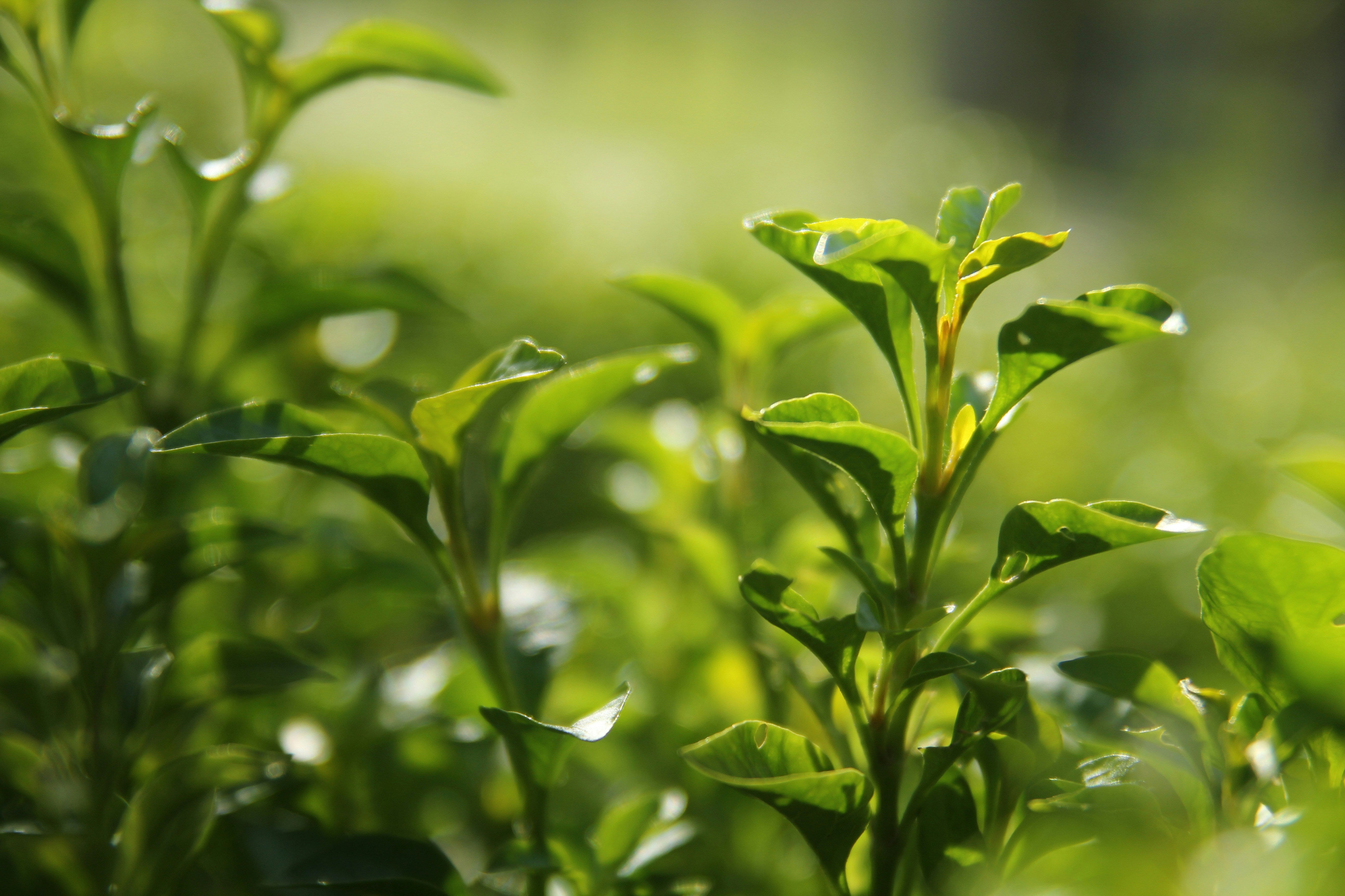 抹茶イメージ 1